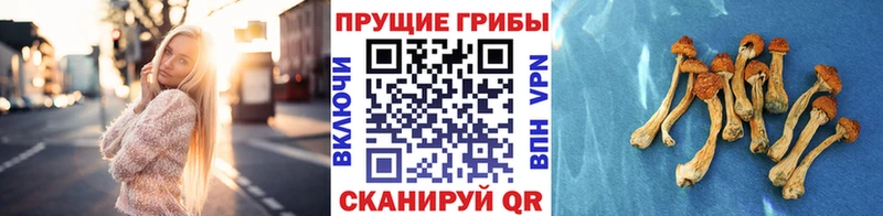 Галлюциногенные грибы GOLDEN TEACHER  купить наркотики цена  Приморск 